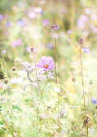 A serene nature scene with a delicate purple flower blooming amidst a field of soft, blurred greenery and other wildflowers. The sunlight filters through, creating a dreamy, ethereal atmosphere.