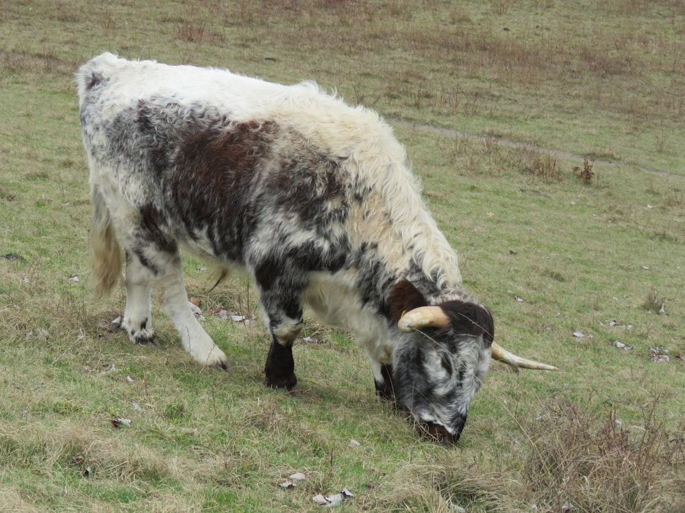 a cow with horns grazing in a field