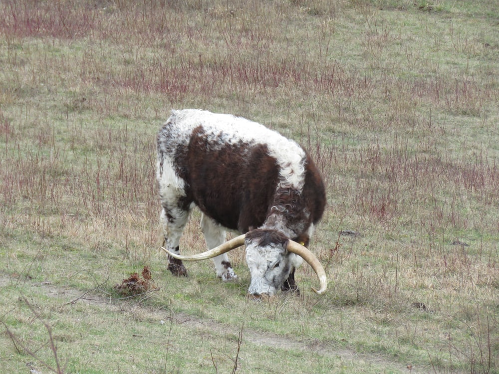 野原で草を食む茶色と白の牛