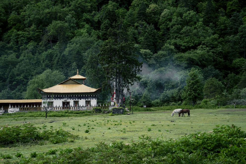 a horse standing in a field next to a building