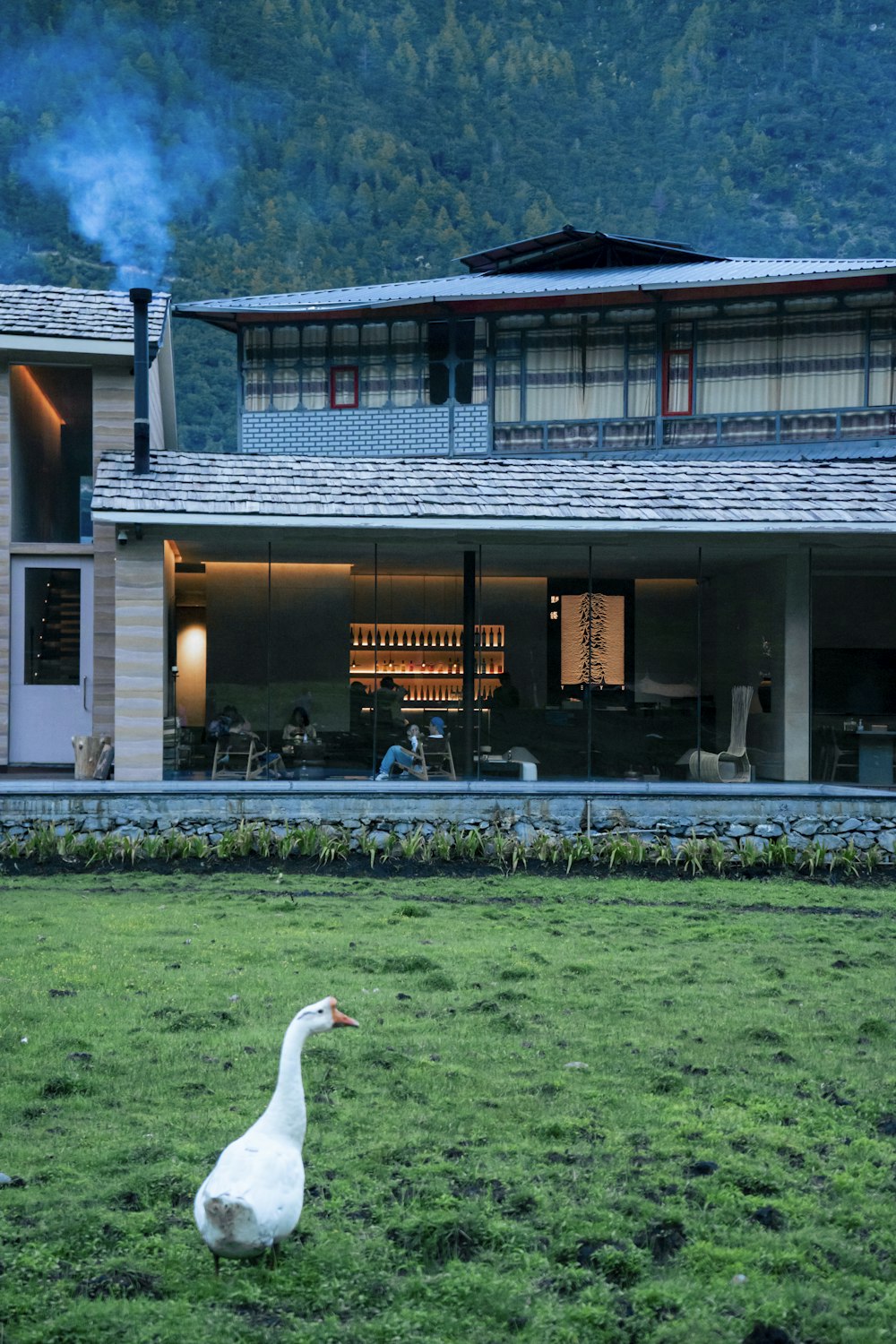 a white goose walking in front of a house