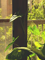Sunlight filtering through a window onto a thriving Alocasia in a glass semi-hydro container.