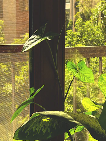 Sunlight filtering through lush green leaves in a small indoor botanical garden corner.