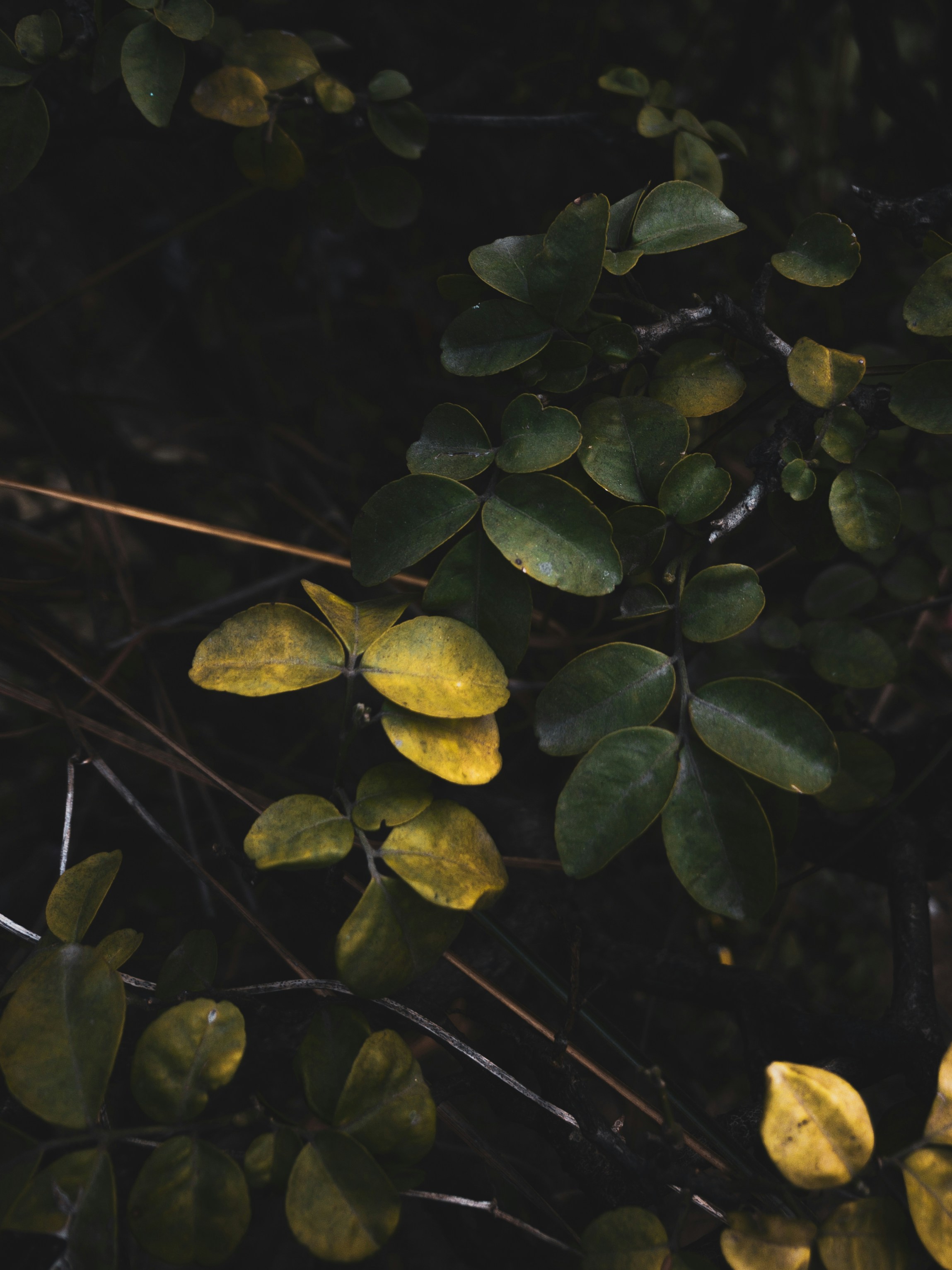 Photo by amritanshdubey