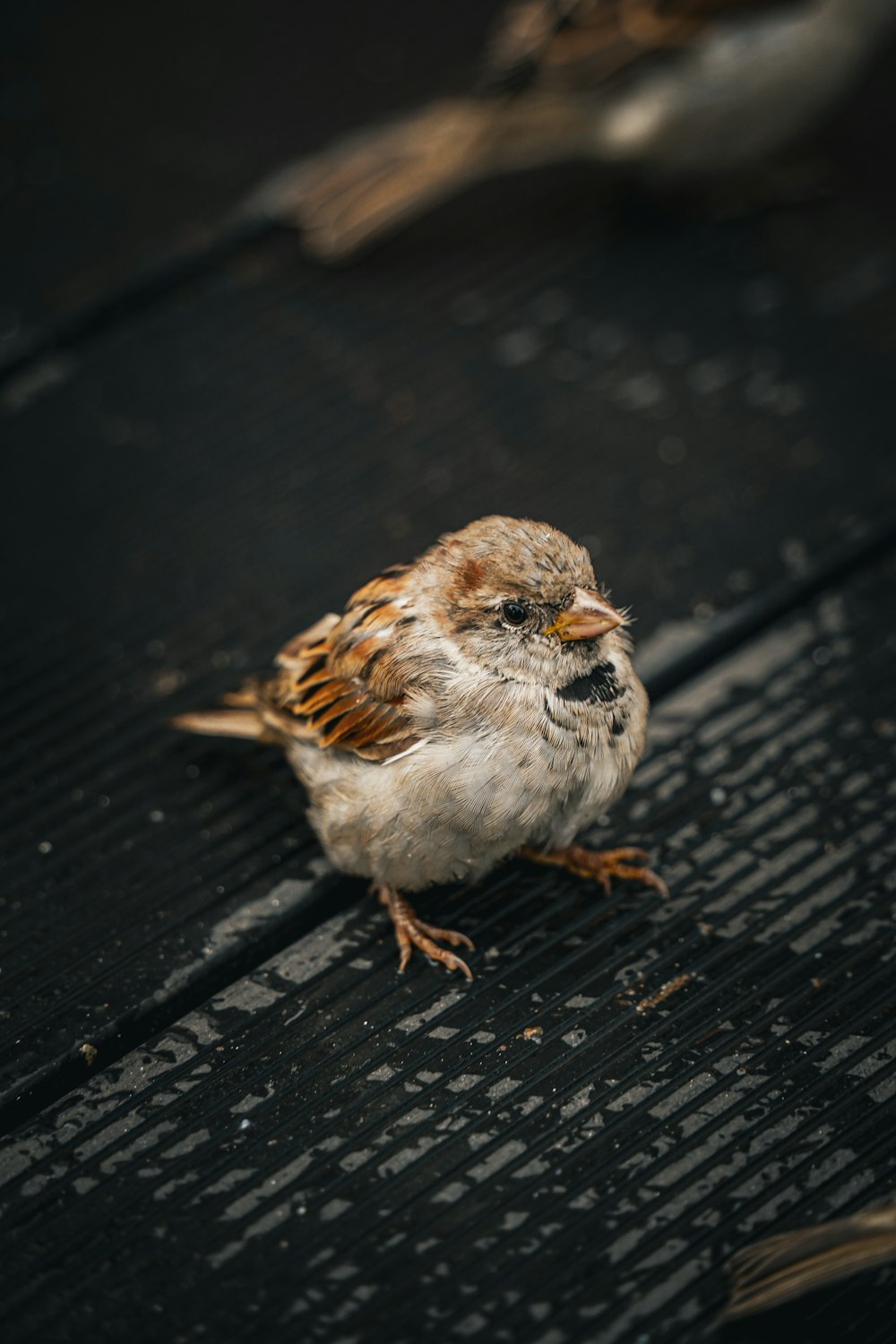 a small bird sitting on top of a wooden floor