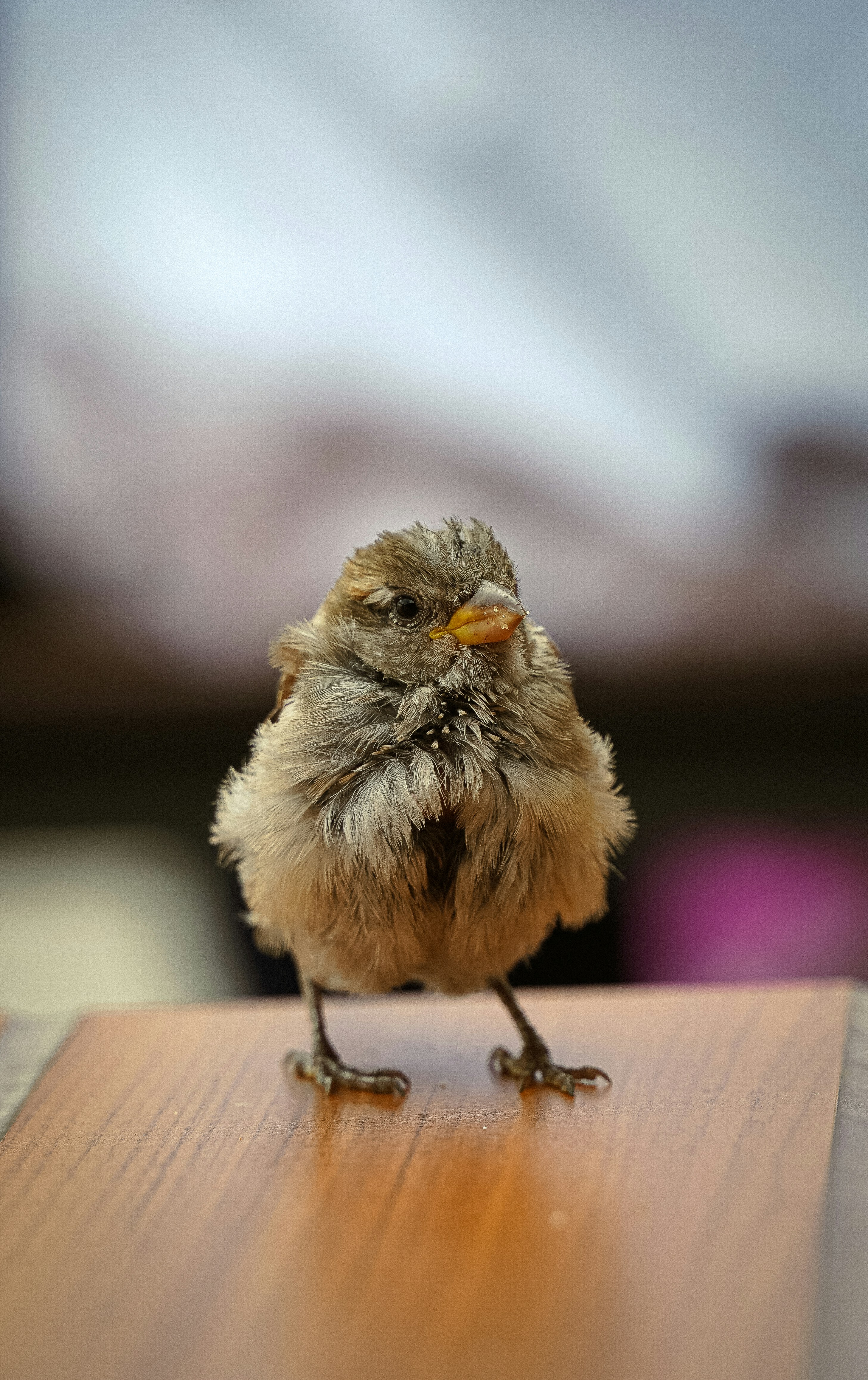a small bird sitting on top of a wooden table
