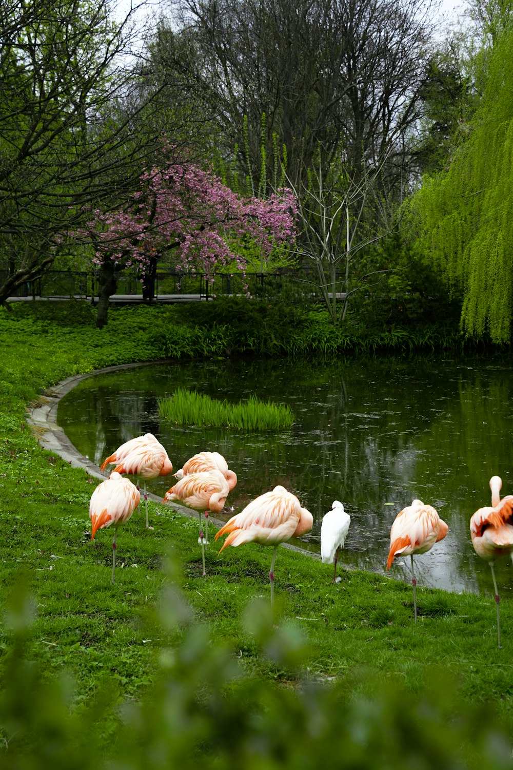 a flock of flamingos standing on top of a lush green field