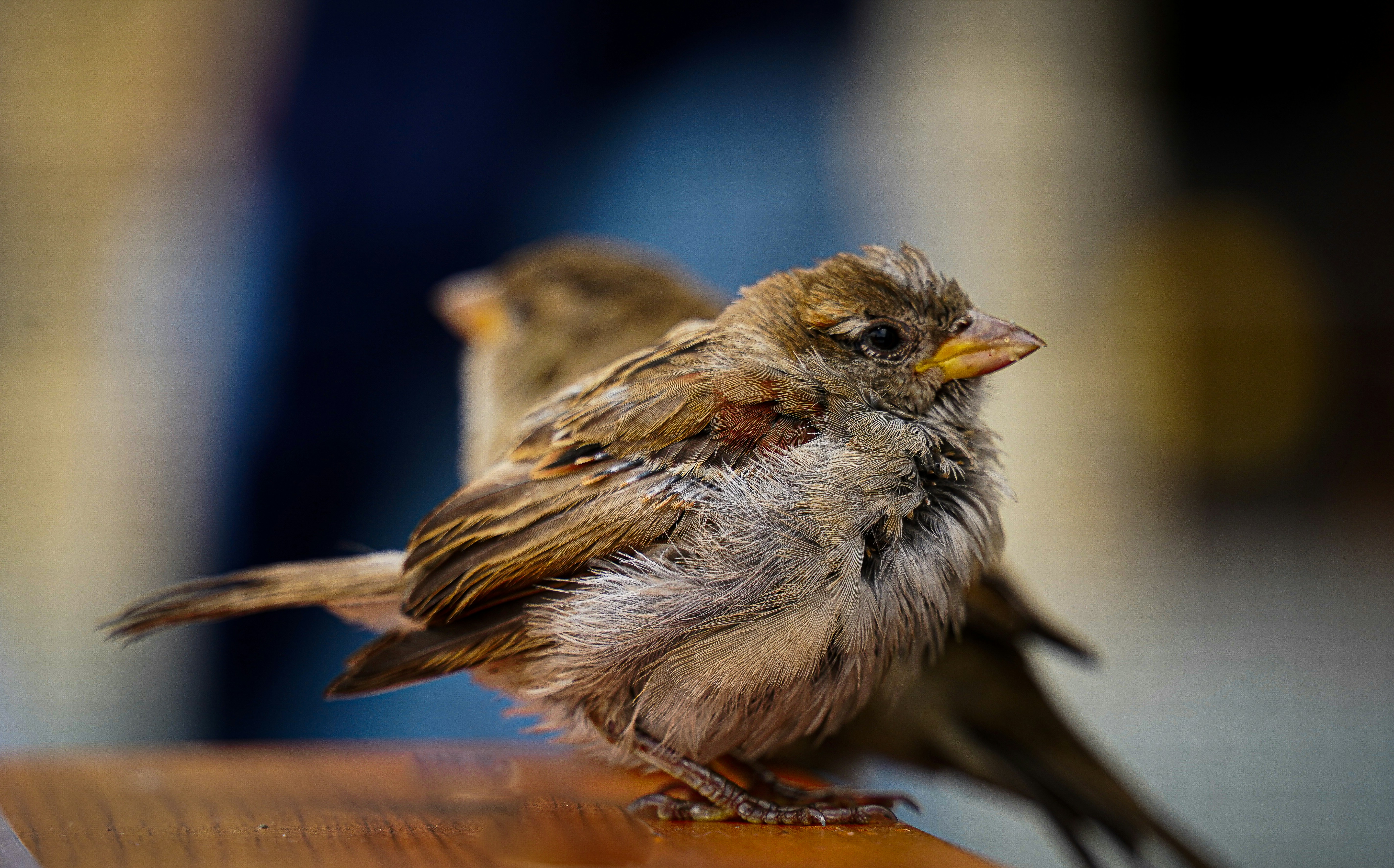 a couple of small birds sitting on top of a wooden table