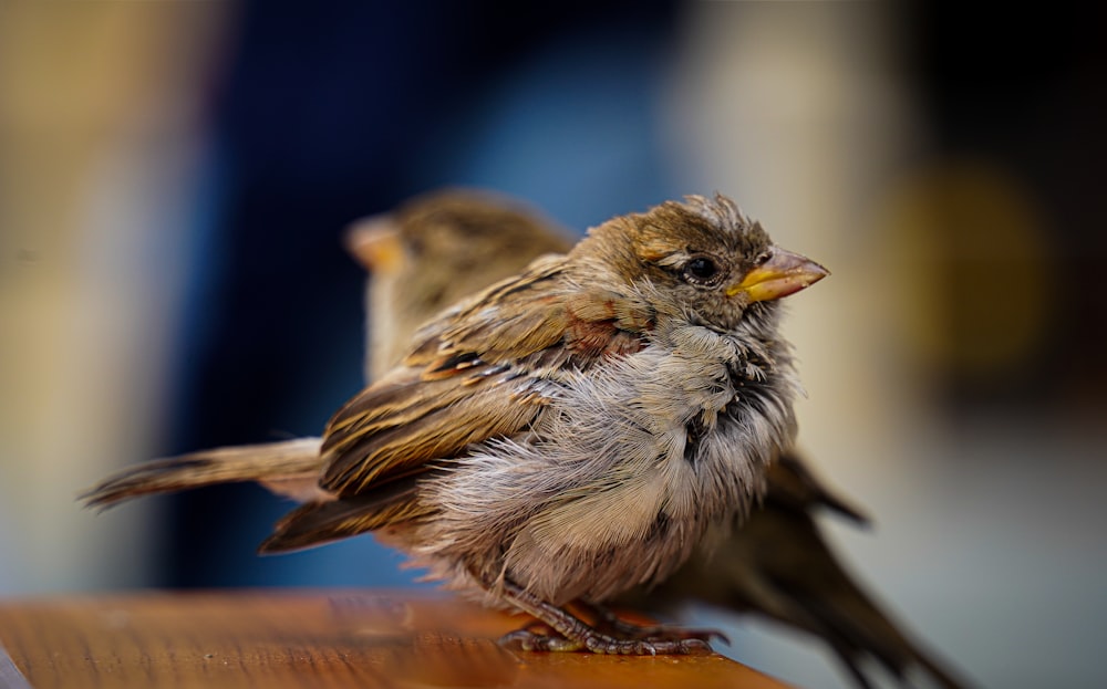 a couple of small birds sitting on top of a wooden table
