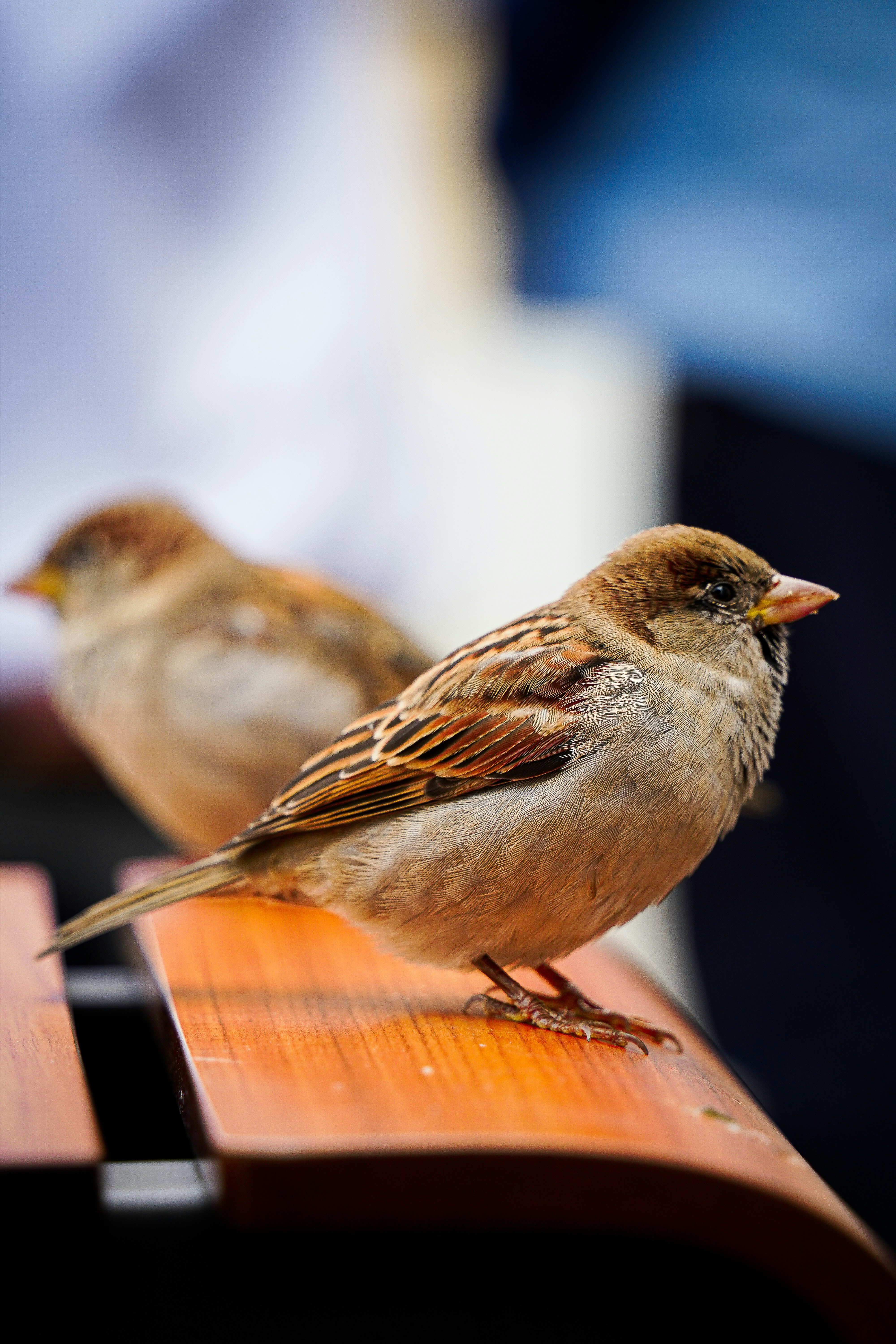 two birds sitting on top of a wooden bench