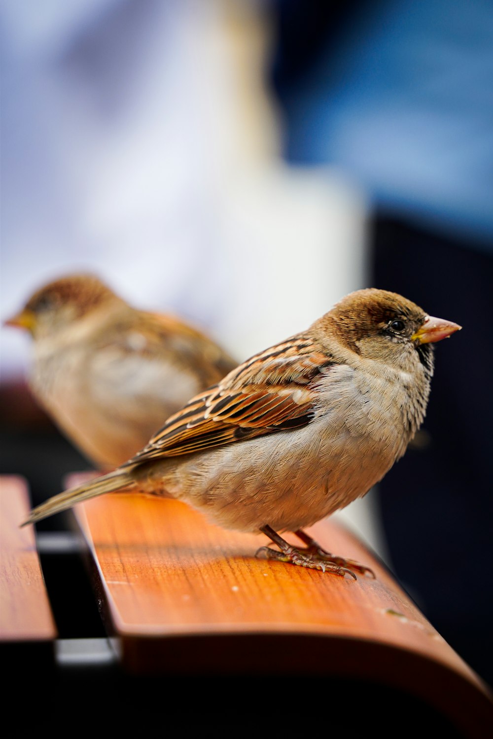two birds sitting on top of a wooden bench