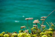Close-up of Mediterranean herbs and flowers growing wild along a coastal path.