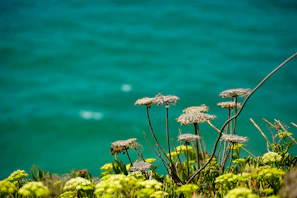 Close-up of wildflowers and natural greenery with sea horizon in background at Likya Korsan Koyu