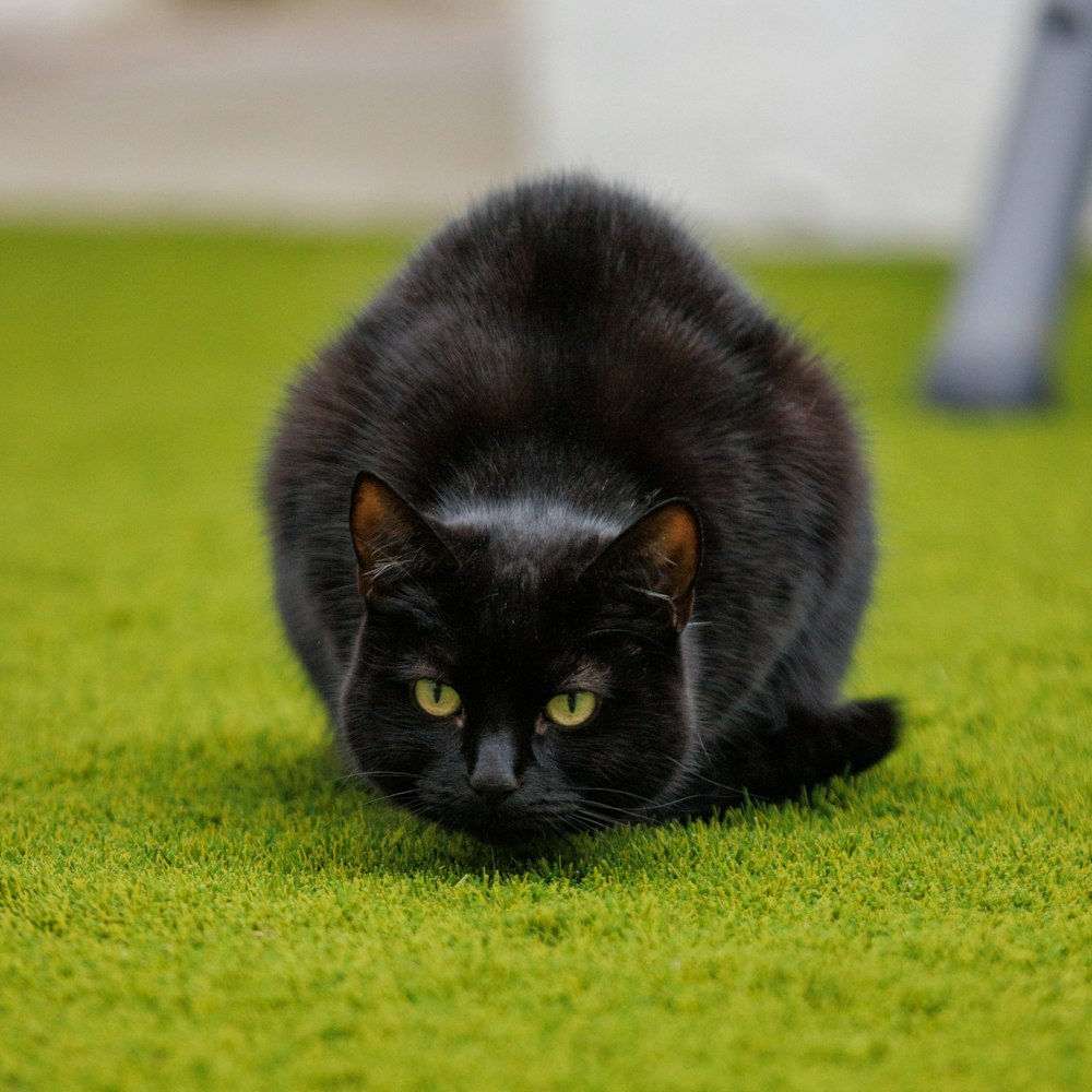 a black cat sitting on a green carpet