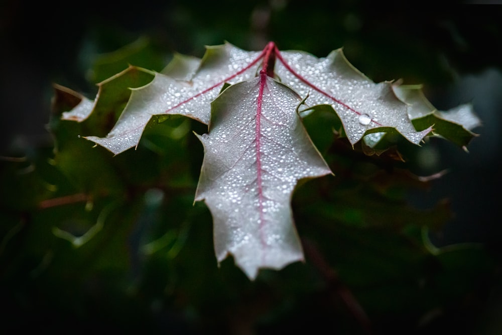 a close up of a leaf with drops of water on it