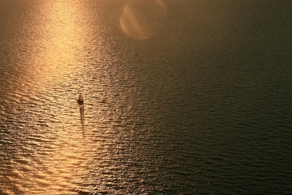 a lone tree in the middle of a body of water