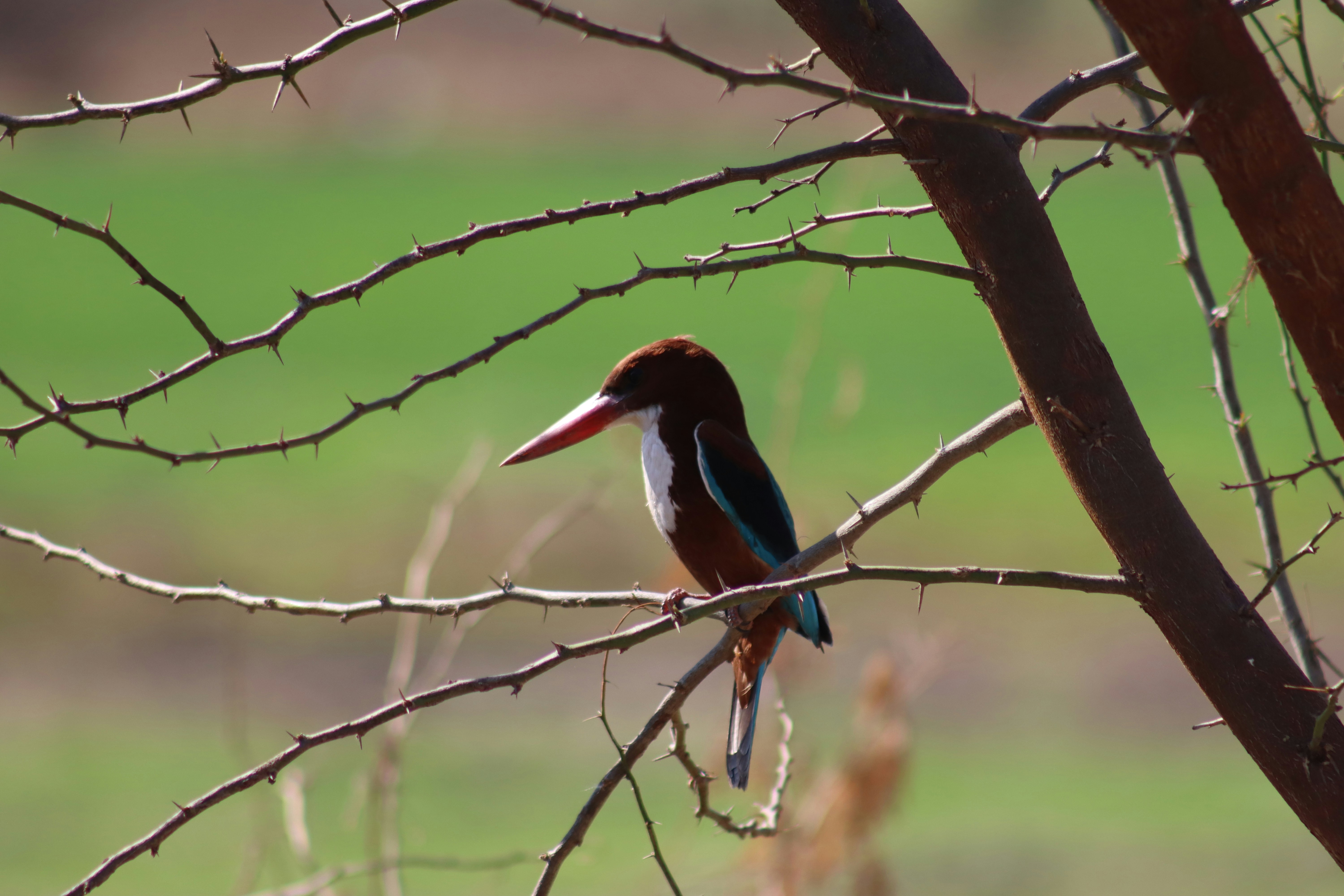 a bird sitting on a branch of a tree