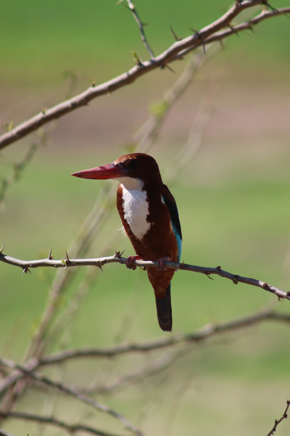 a bird sitting on a branch of a tree