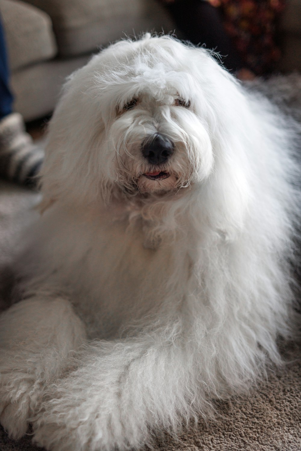 un chien blanc moelleux allongé sur le sol