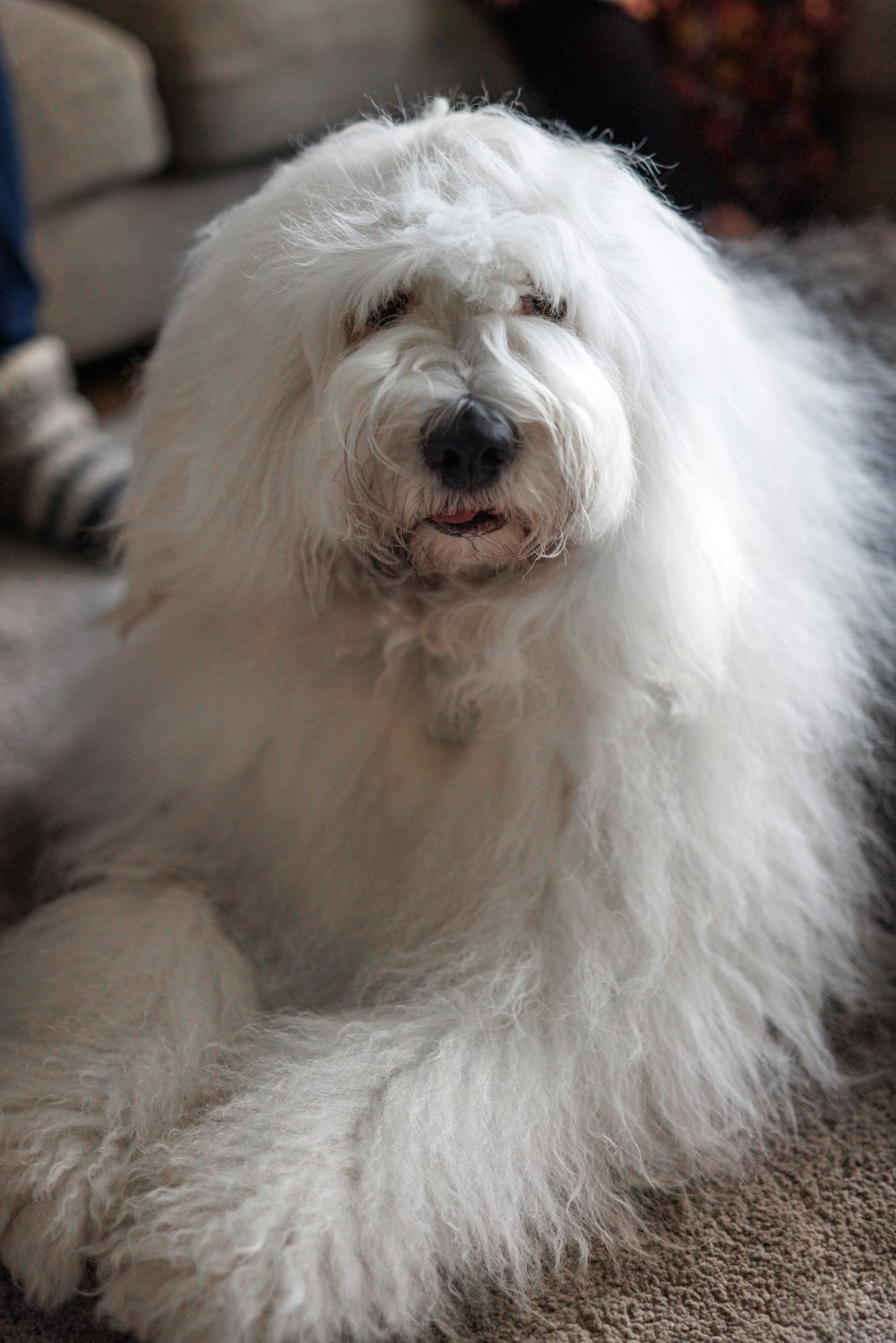 a fluffy white dog laying on the floor