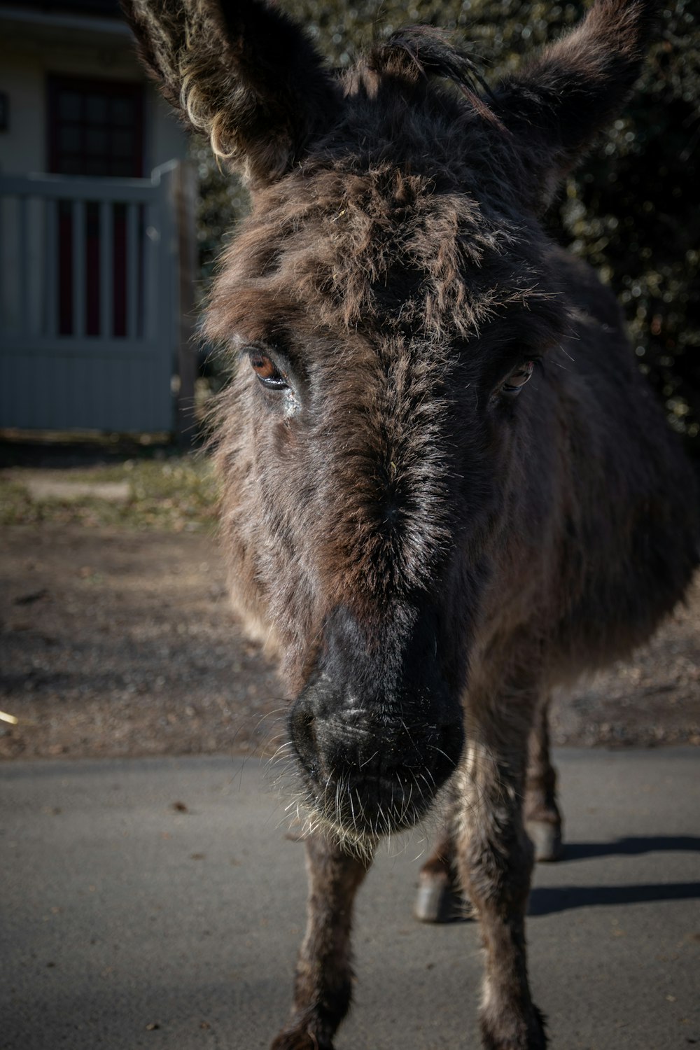 a close up of a donkey on a road