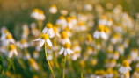 Close-up of fresh chamomile flowers glowing in morning sunlight.