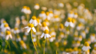 Close-up of fresh chamomile blossoms glowing in morning sunlight within a wild garden.