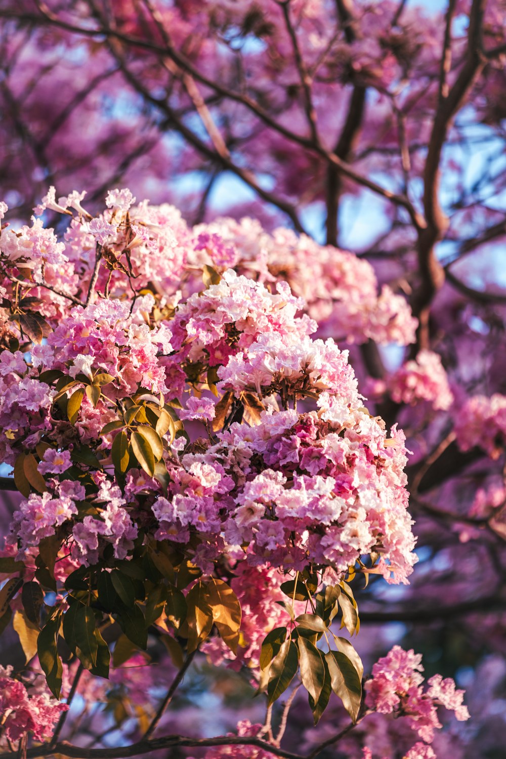 a tree filled with lots of pink flowers