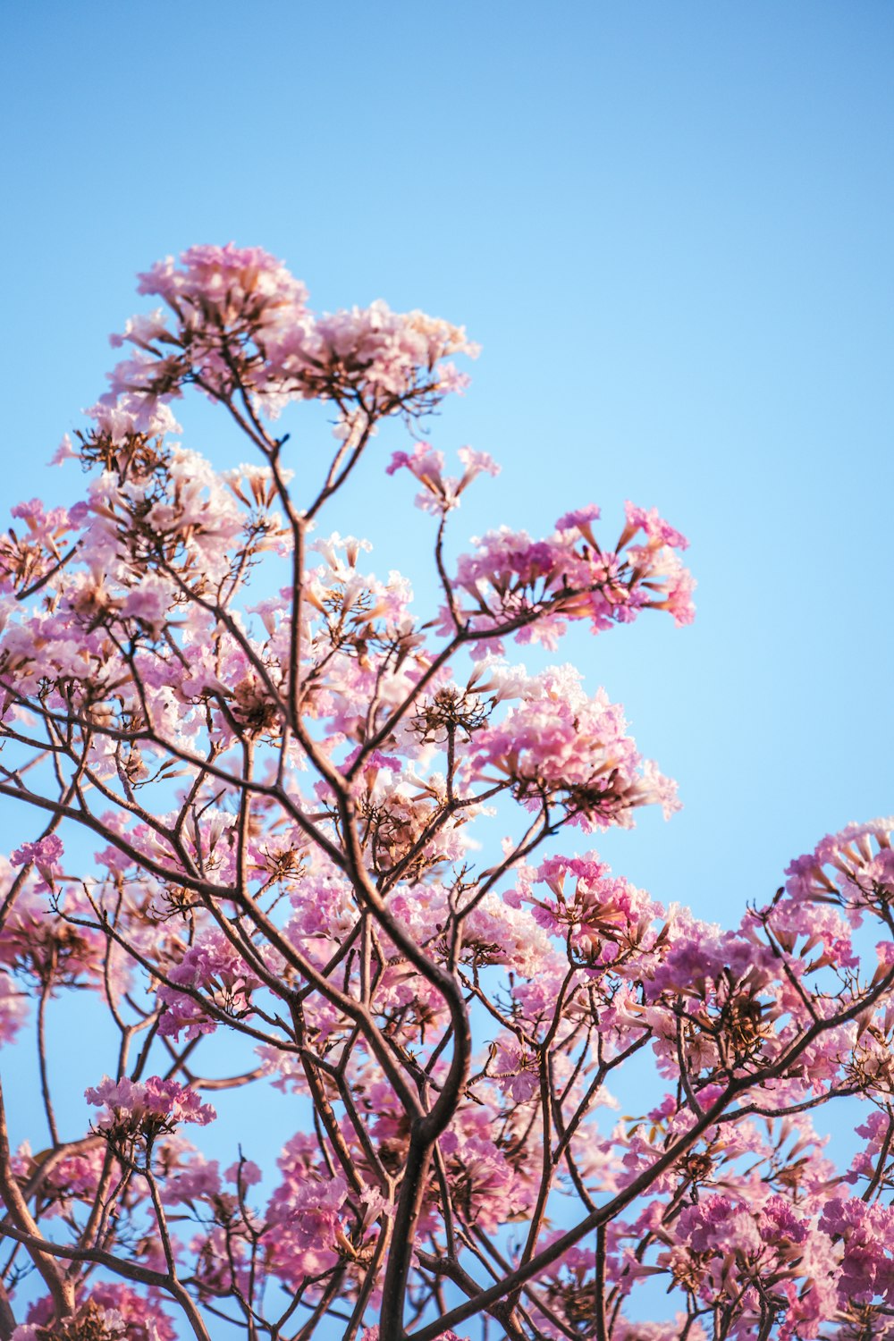 a pink flowered tree with a blue sky in the background