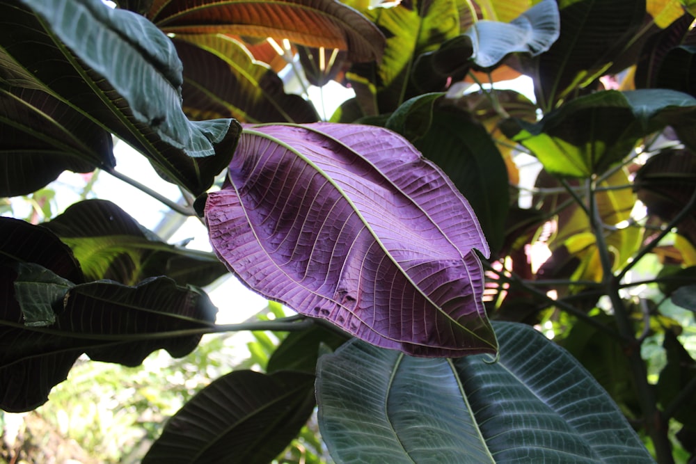 a purple flower is growing on a tree