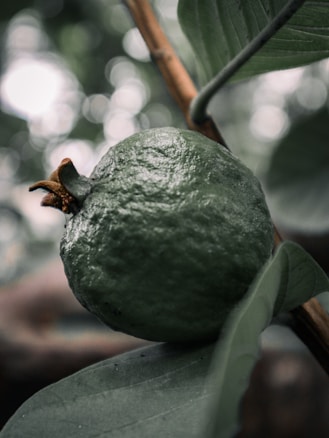 A close-up of a green guava hanging from a tree branch with detailed, textured skin. The fruit is surrounded by large green leaves, and the background is softly blurred, suggesting a lush garden environment.