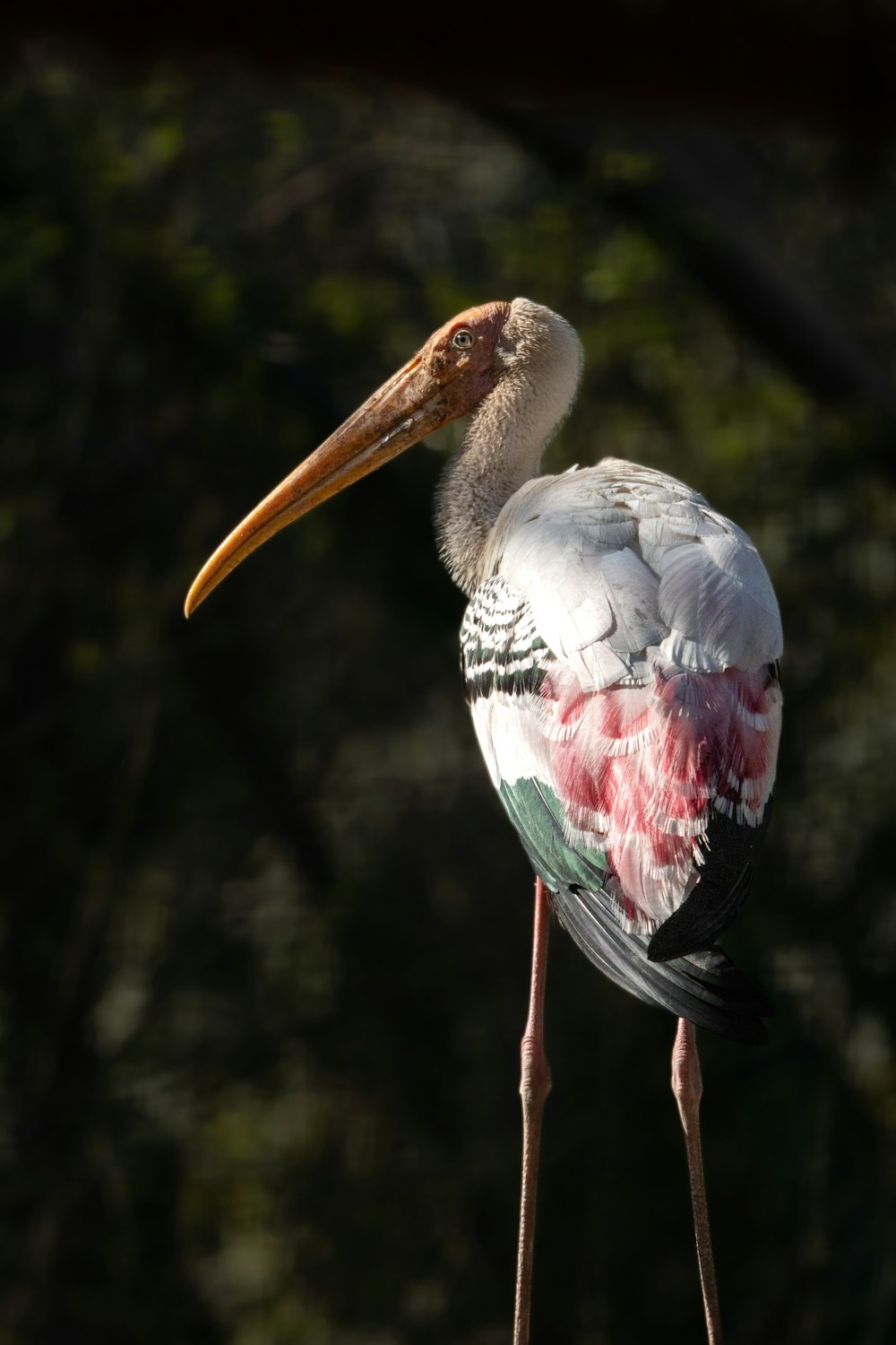 a close up of a bird with a long beak