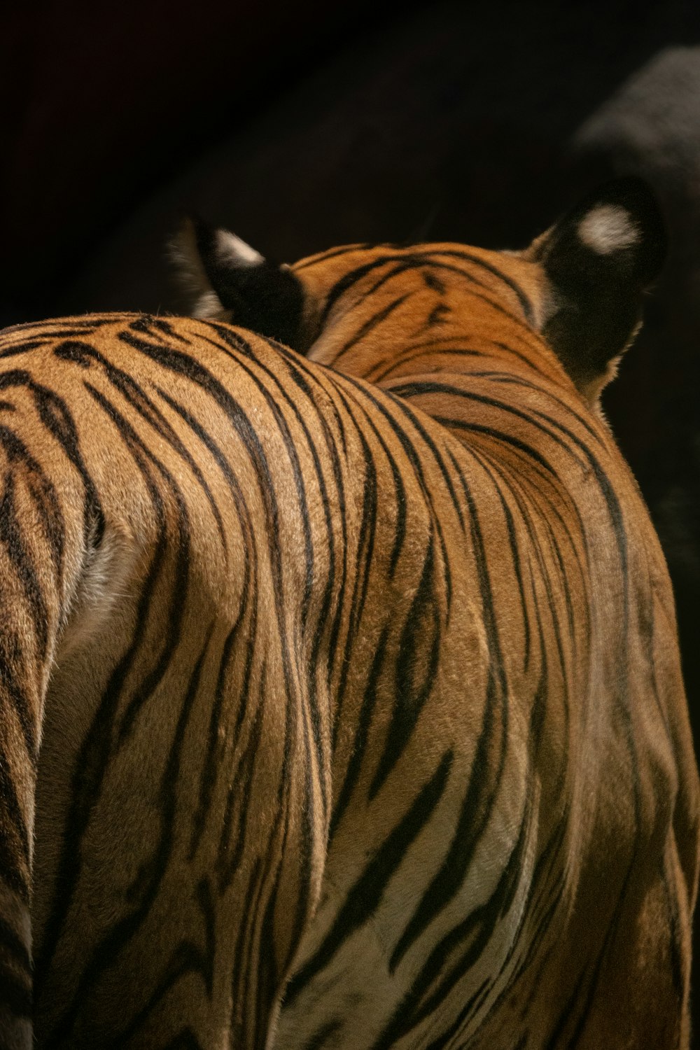 a close up of a tiger's face and tail