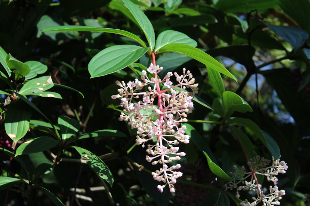 a close up of a bunch of flowers on a tree