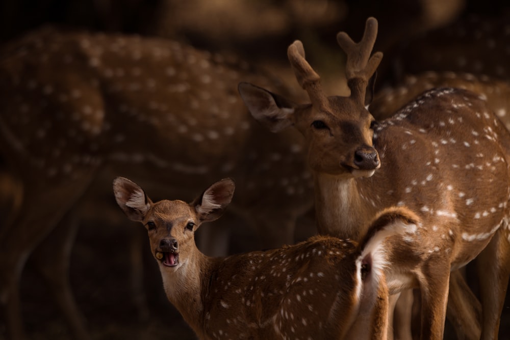 a couple of deer standing next to each other