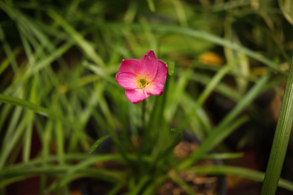 a single pink flower is in the grass