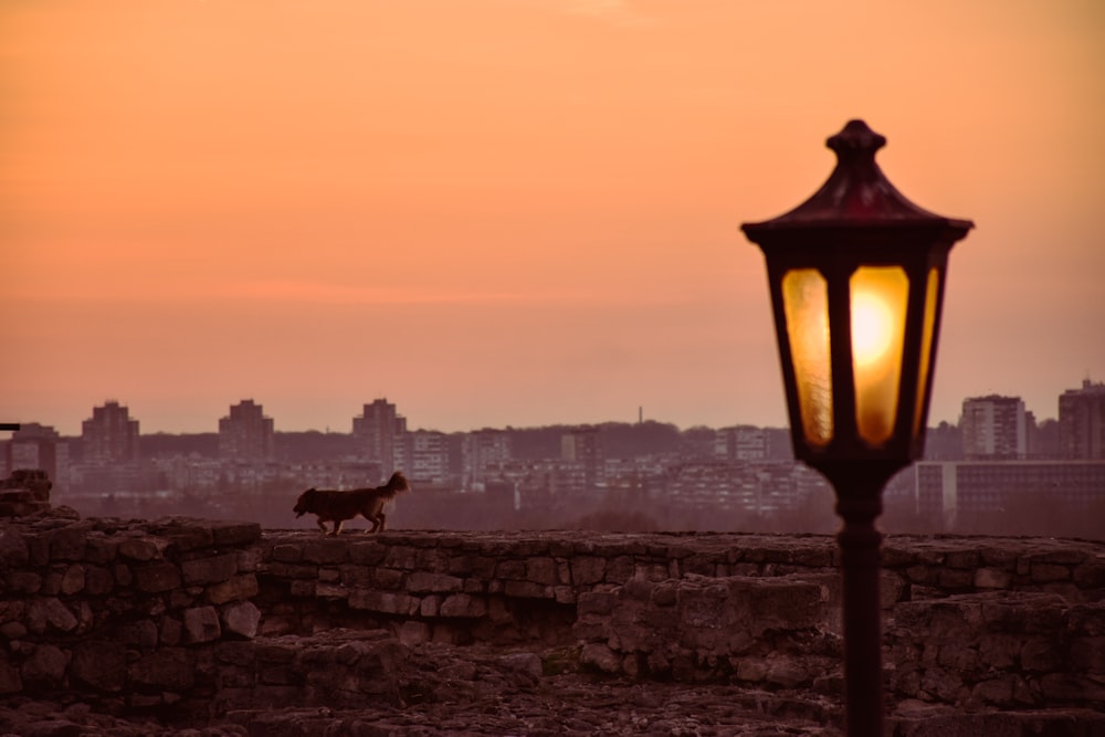 a lamp post with a dog standing on top of it