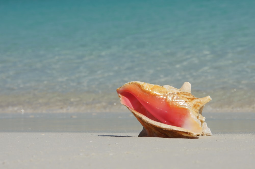 a shell on a beach with the ocean in the background