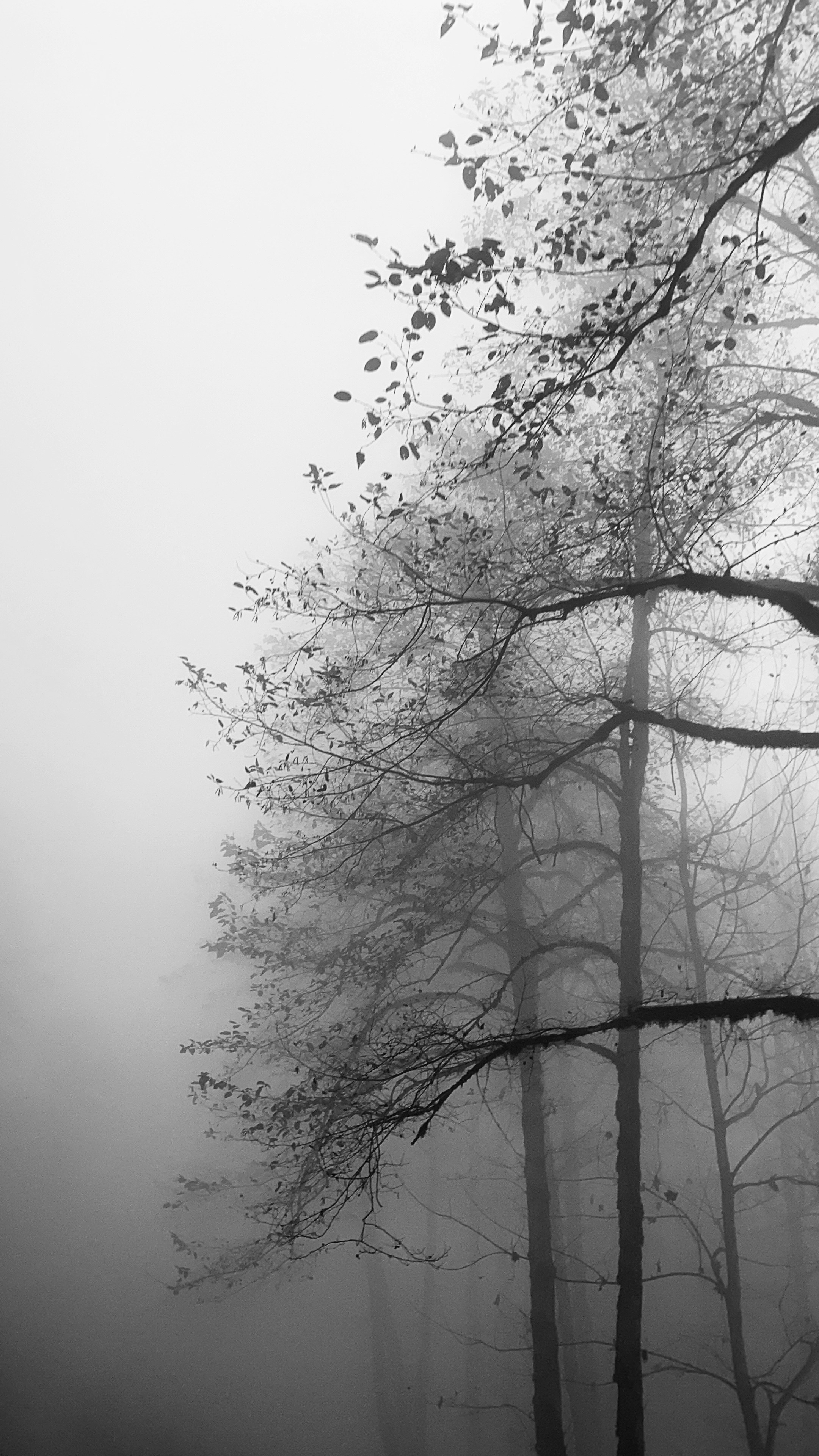 Puerta a un bosque brumoso stock de ilustración. Ilustración de fondo -  93528487, image size:3000x5333