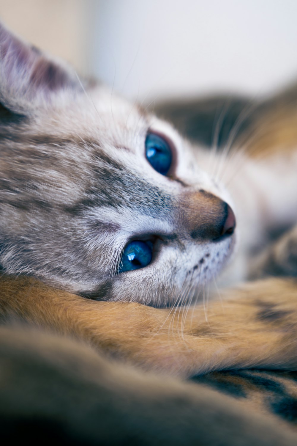 a close up of a cat laying on a bed