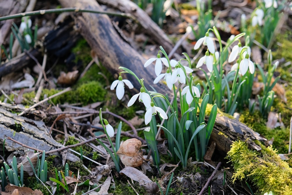 a group of white flowers sitting on top of a forest floor