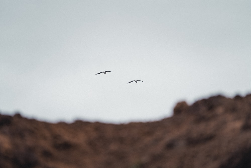 a couple of birds flying over a hill