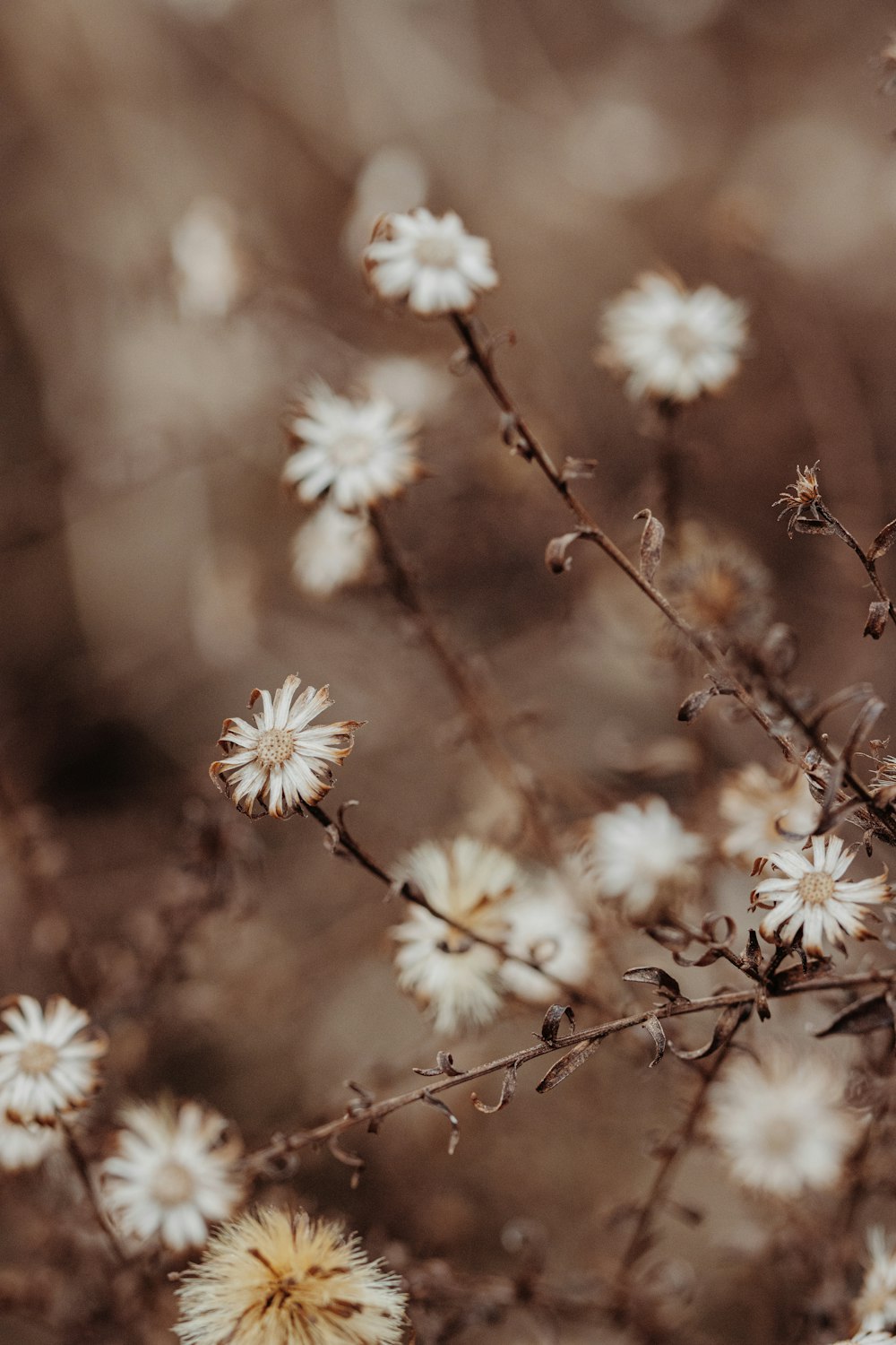 a bunch of white flowers in a field