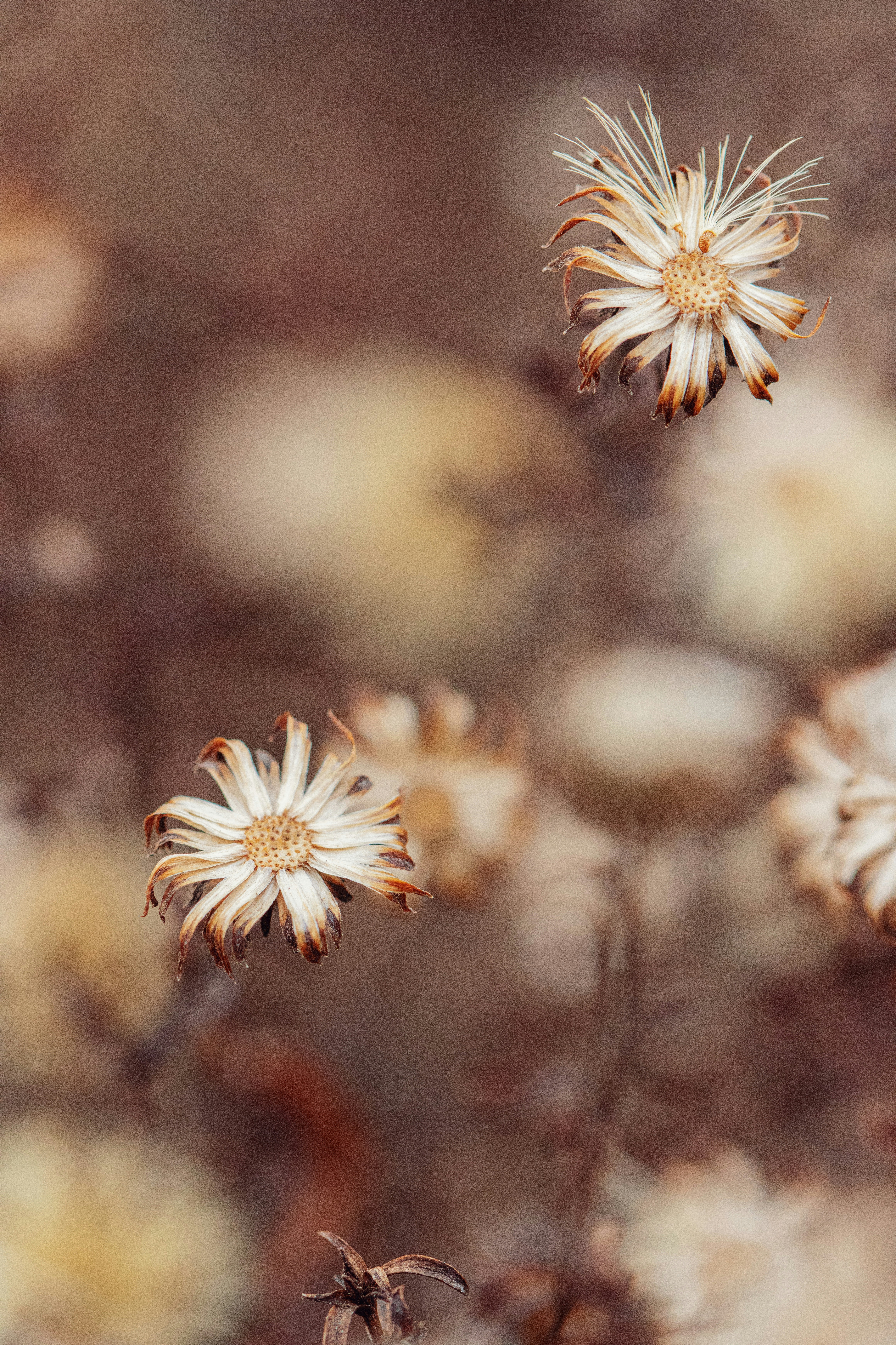 a bunch of flowers that are in the grass