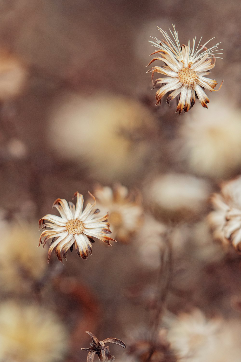 a bunch of flowers that are in the grass