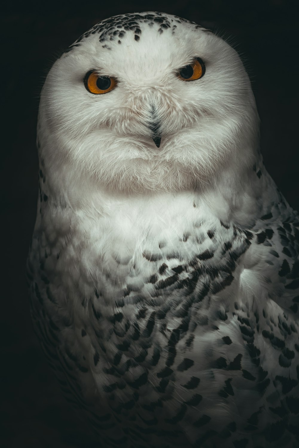 a white owl with orange eyes and a black background