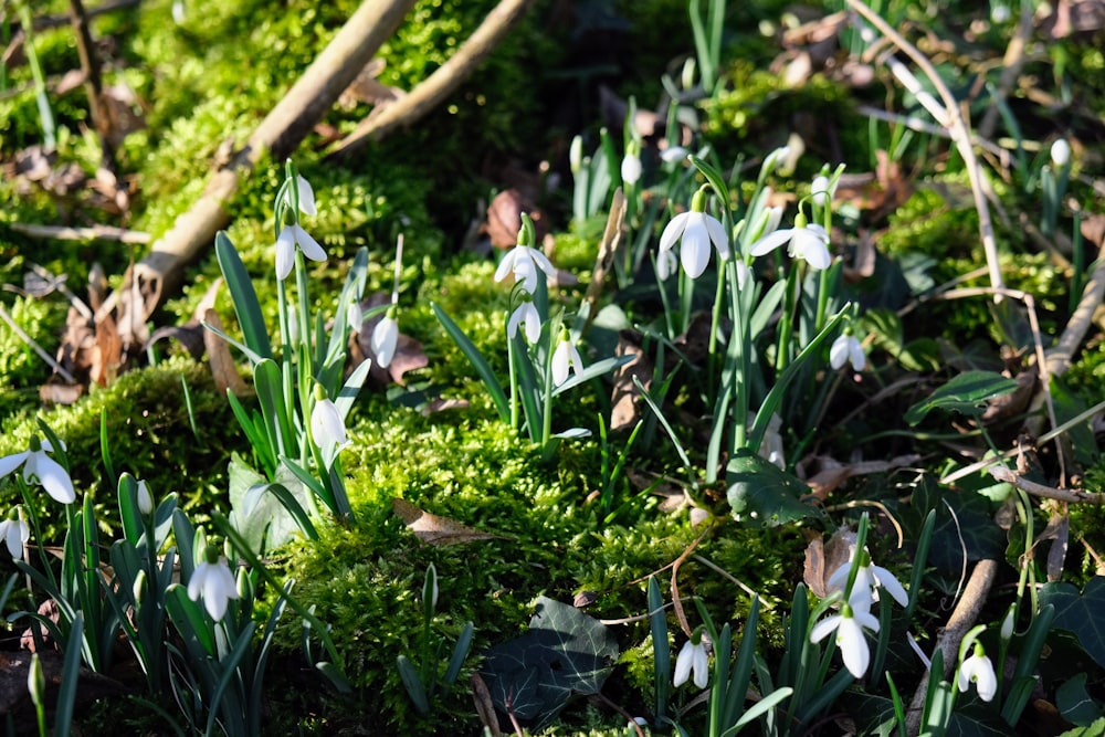 a group of white flowers sitting on top of a lush green field