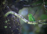 A gentle green parrot perched on a blooming branch bathed in soft morning light.