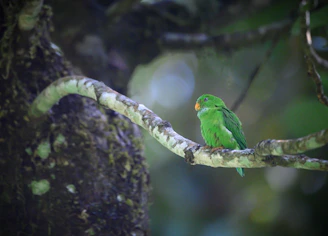 A gentle green parrot perched softly on a sunlit branch surrounded by delicate feathers and warm light.