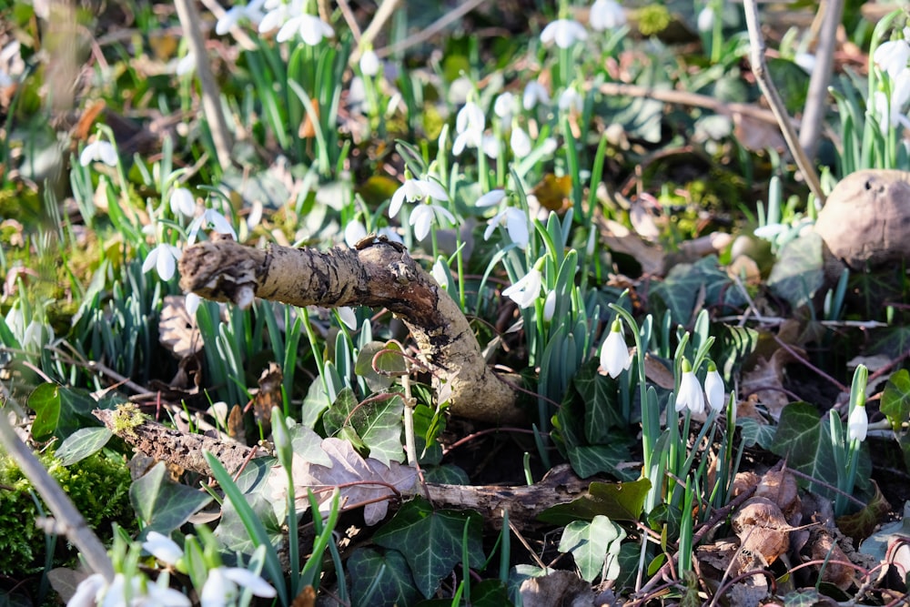 a close up of a patch of grass and flowers